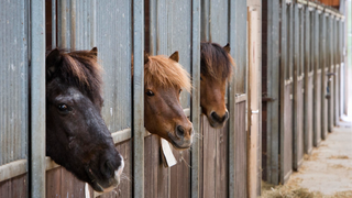 Study Suggests That Horses Can Tell What Mood You're in, And They'll Remember
